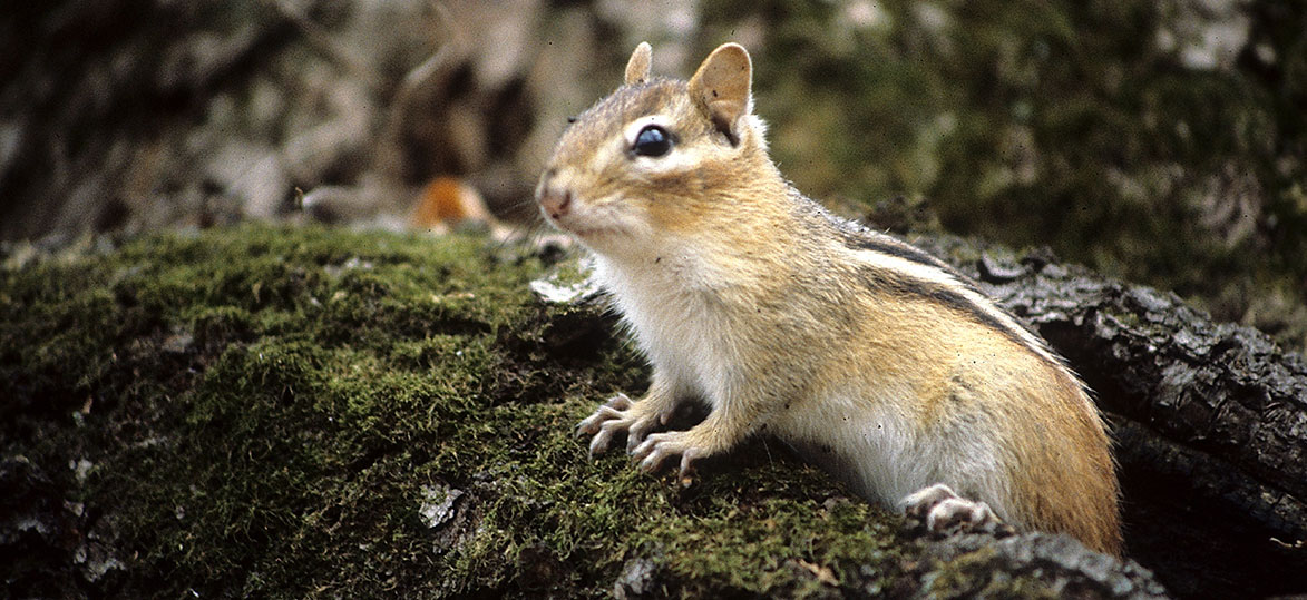 How Long Do Chipmunks Live